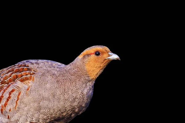 Koroptev na černém pozadí — Stock fotografie