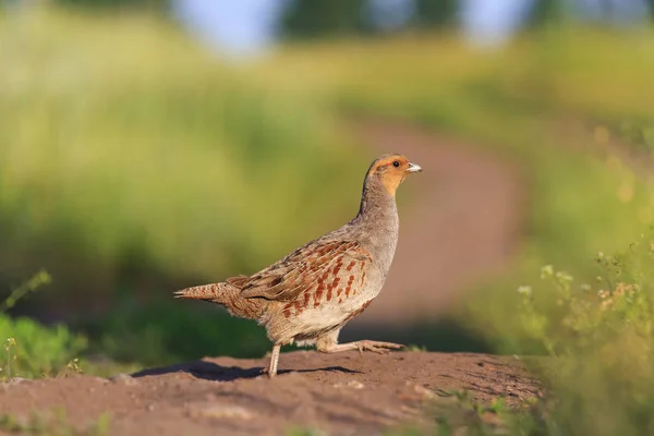 Grey partridge road goes through the field — Stock Photo, Image