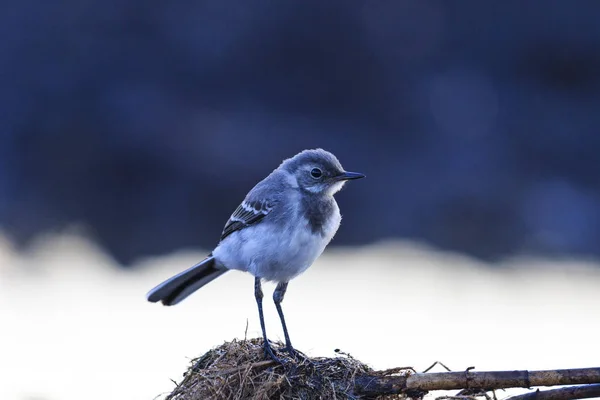 小さな灰色の鳥と寒い朝 — ストック写真