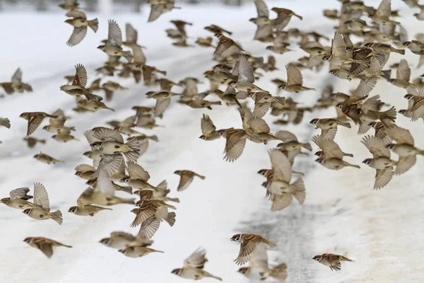 Bando de pardais voando — Fotografia de Stock