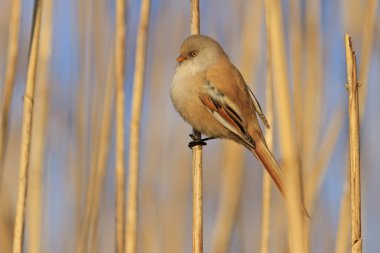 kabarık kuş kamışı üzerinde oturan