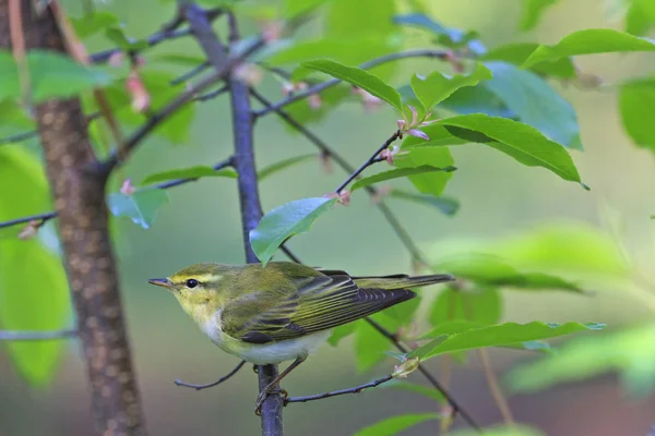 first spring bird singing among green leaves