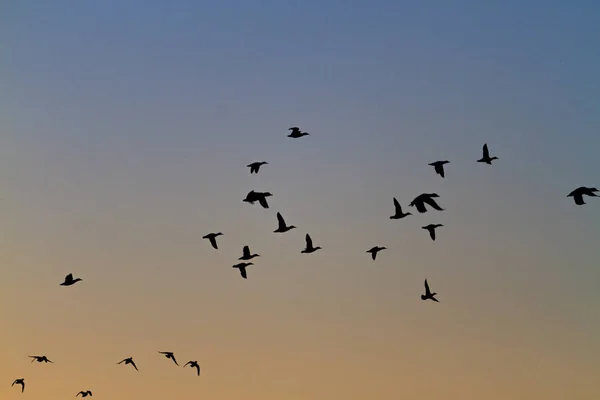 Flock of wild ducks in the morning hunt — Stock Photo, Image