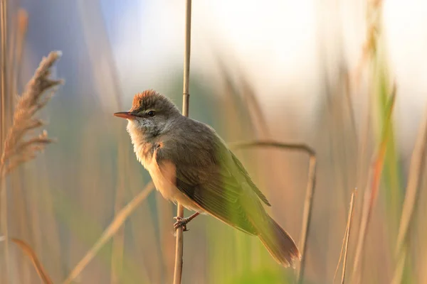 Gizli bir hayat sürmenin kuş — Stok fotoğraf