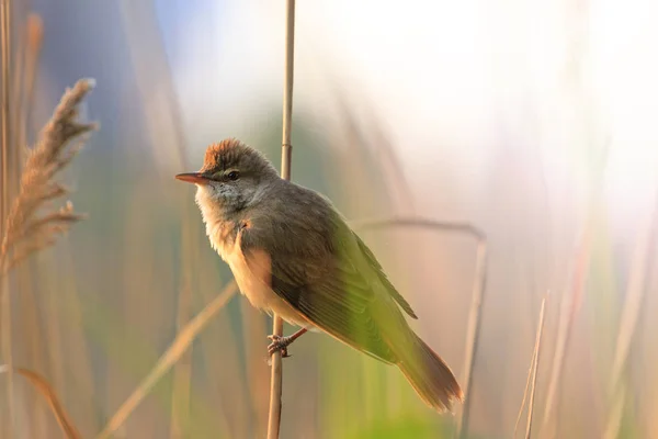 Pássaro bonito em uma bela luz da manhã — Fotografia de Stock