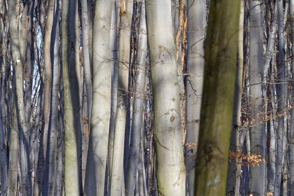 Denso bosque primitivo y los árboles grises —  Fotos de Stock