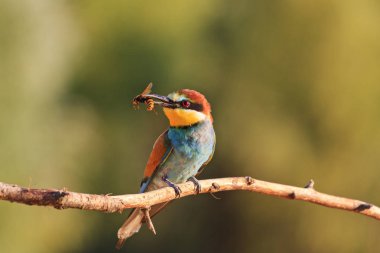 tropik kuş gagası içine hornet ile