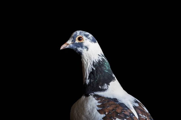 Oiseau sacré en Islam sur fond noir — Photo