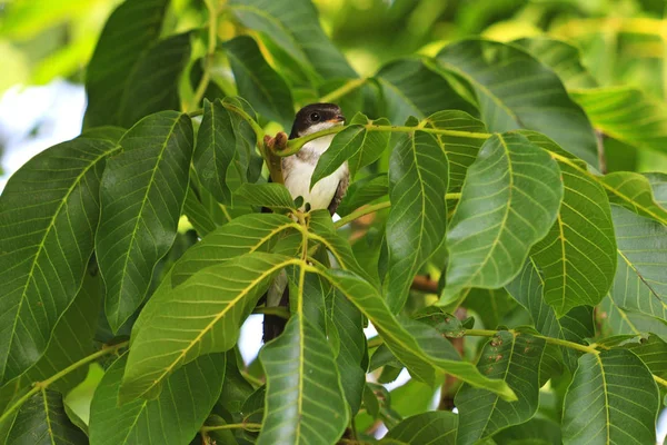 wild bird hid among juicy green leaves