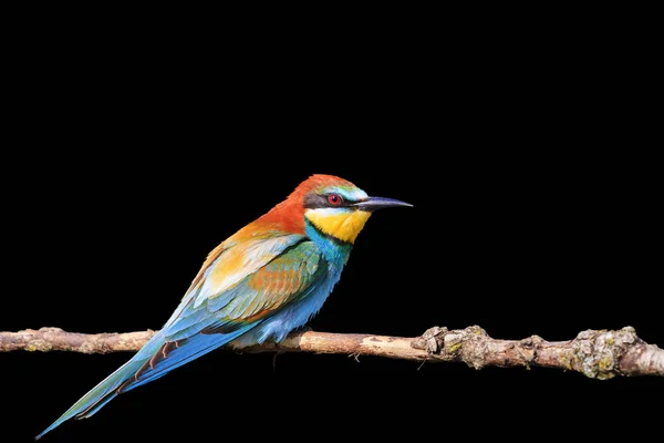 Oiseau merveilleux avec des plumes colorées sur fond noir — Photo