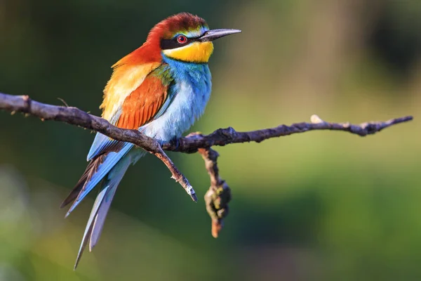 Bel oiseau avec une variété de couleurs — Photo