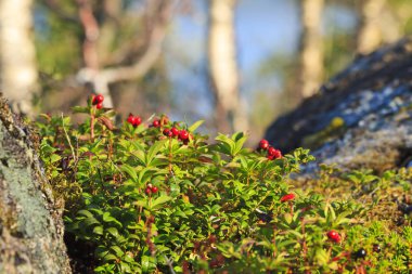 dağ kayalar arasında kızılcık