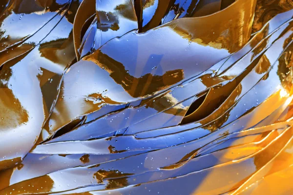 Kelp weight loss Laminaria — Stock Photo, Image