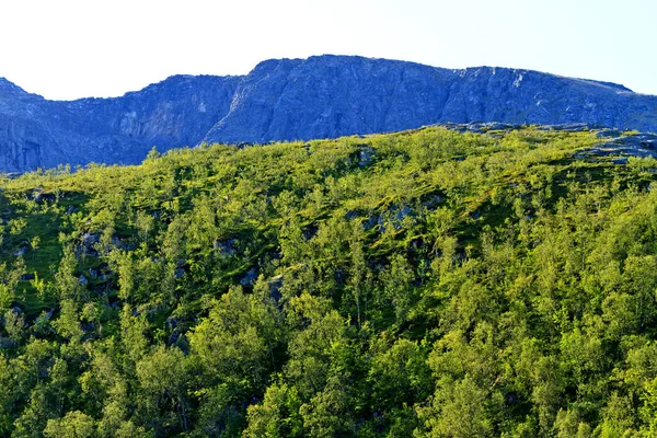 スカンジナビア山と緑の森 — ストック写真