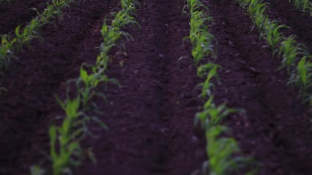 Кукурузное поле, усеянное рядами — стоковое видео