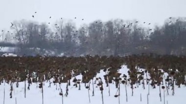 ötücü flock murmuration gökyüzünde