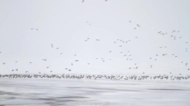 binlerce donmuş nehir üzerinde yeşilbaş