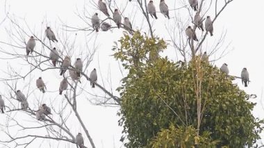 Waxwings sürüleri oturur aralığı ökse otu
