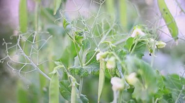 Genç yeşil bezelye