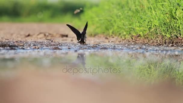 Swallow mendarat di dekat genangan air musim panas — Stok Video