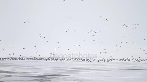 Tisíce kachna na zamrzlou řeku — Stock video