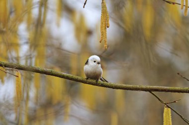 bahar ormandaki şirin tüylü kuş