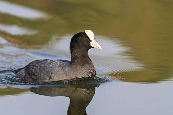 coot - first spring bird