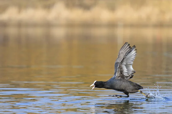 Sothöna kör på vatten och fladdrar — Stockfoto