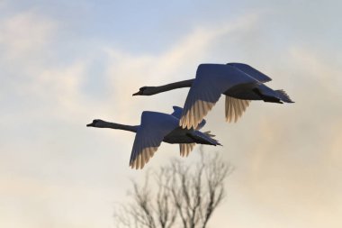 bahar gökyüzünde uçan kuğular çifti