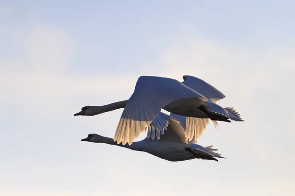 Siluetas pareja de cisnes volando en el cielo de primavera — Foto de Stock