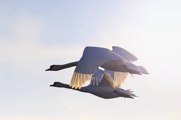 Siluetas par de cisnes volando en el cielo de primavera — Foto de Stock