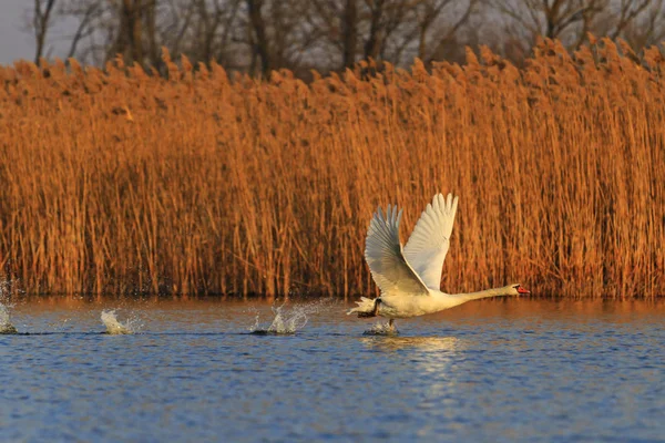 Vit svan flygande på en blå sjö — Stockfoto