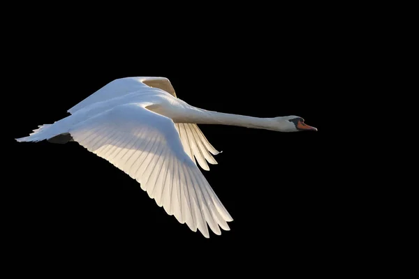 Cisne blanco volando sobre fondo negro — Foto de Stock