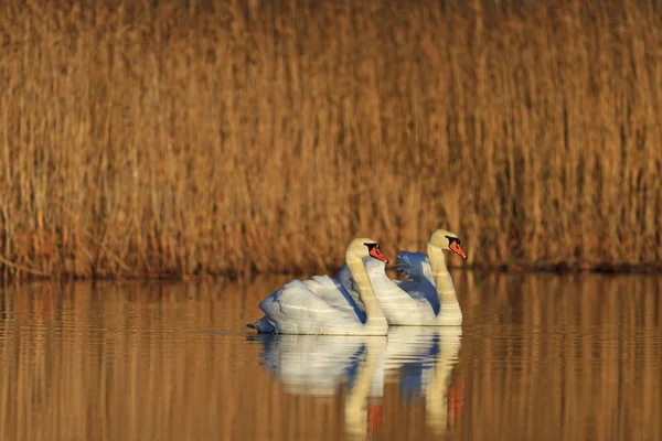 pair of love swans floating on lake