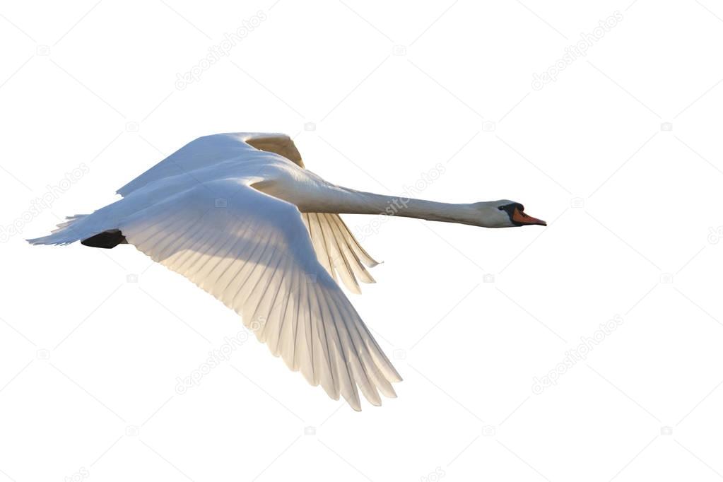 white swan flying on white background