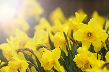nergis günbatımı güneşli sıcak nokta ile