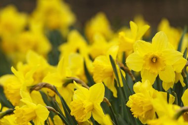 nergis gün batımında