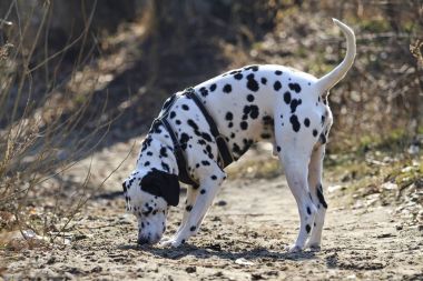 Dalmaçyalı geyik eti alınmalıdır