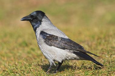 Corvus cornix ilk bahar çimen mi