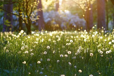 Karahindiba çayırda günbatımı