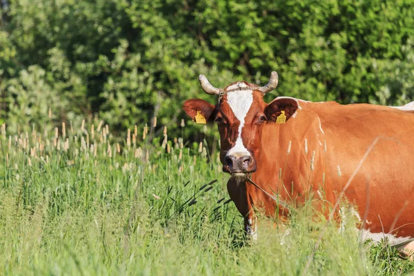 Vaca bonito em pastagem natural em uma grama verde — Fotografia de Stock