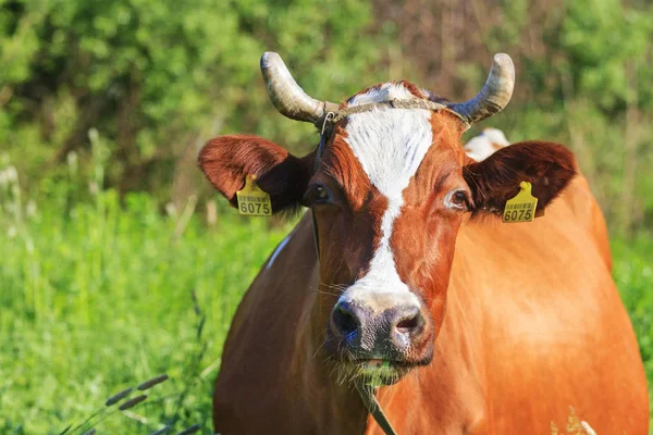 Vaca bonito no pasto natural — Fotografia de Stock