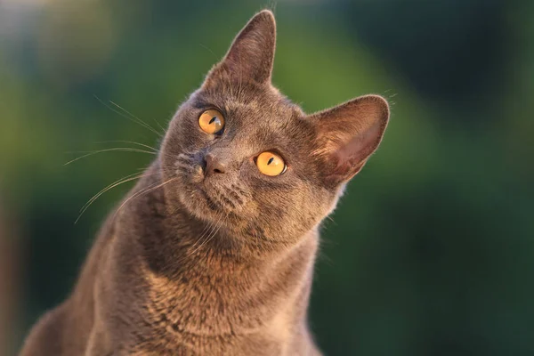 Gatto purosangue guardando in alto — Foto Stock