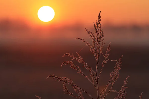 Plante couverte de givre sur un fond lever de soleil — Photo