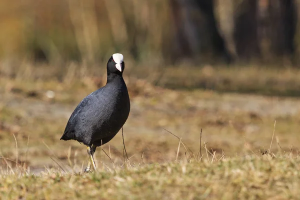 Coot standing on the lawn — Stock Photo, Image