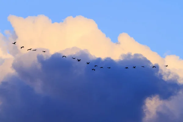 Key cranes flying among thunderstorm sky