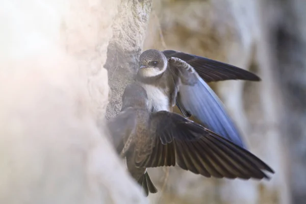 Par arena martins selecciona un nido de aves —  Fotos de Stock
