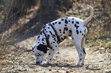 Dalmaçyalı geyik eti alınmalıdır