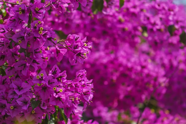 Bahçe, bahar, yaz, Portekiz, mor kavramı, çiçek takı ev konfor mor çiçekler