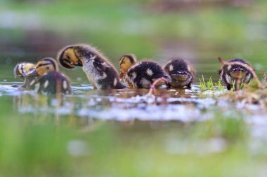 Sığ su temizlemek için küçük yeşilbaş tüyler